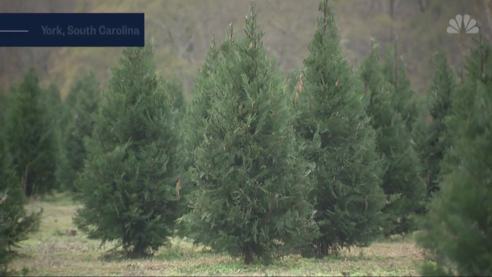 The smell of a live Christmas tree in our homes may not come without some very unpleasant consequences, but it doens't have to be that way. NBC's Erika Edwards reports.