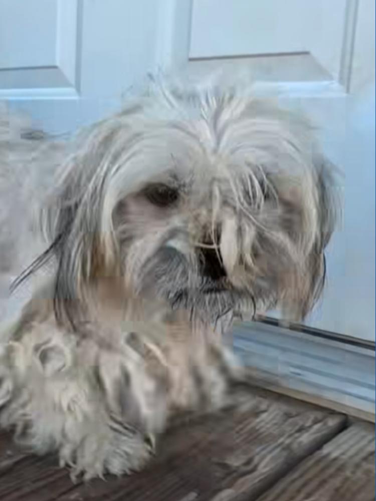 Some dogs found dead or clinging to life during rescue in Buckeye ...