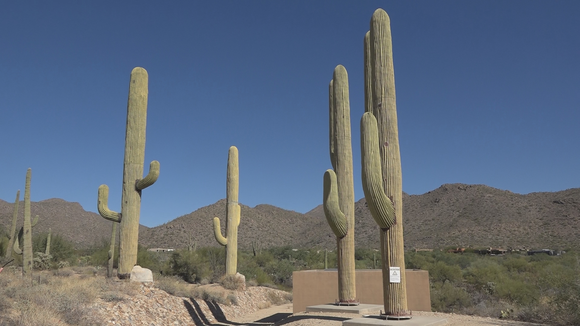 The Tucson company is behind more than 200 fake cacti and artificial trees around the Phoenix metro area.