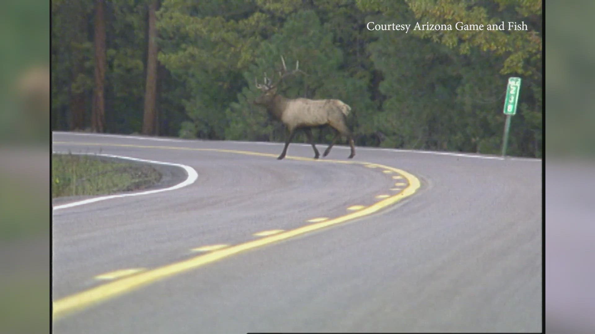 Arizona has been awarded $24 million to build a wildlife overpass south of Flagstaff.