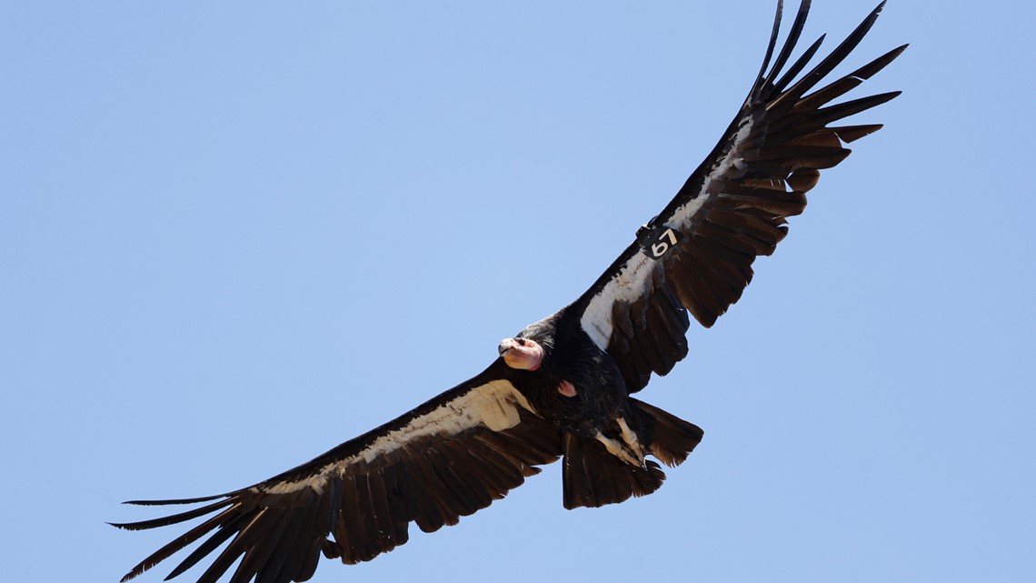 3 California condors die from Avian flu