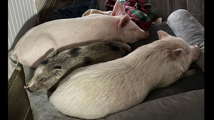 'Hoofeels' generous? Valley pig rescue in need of blankets for cold winter months