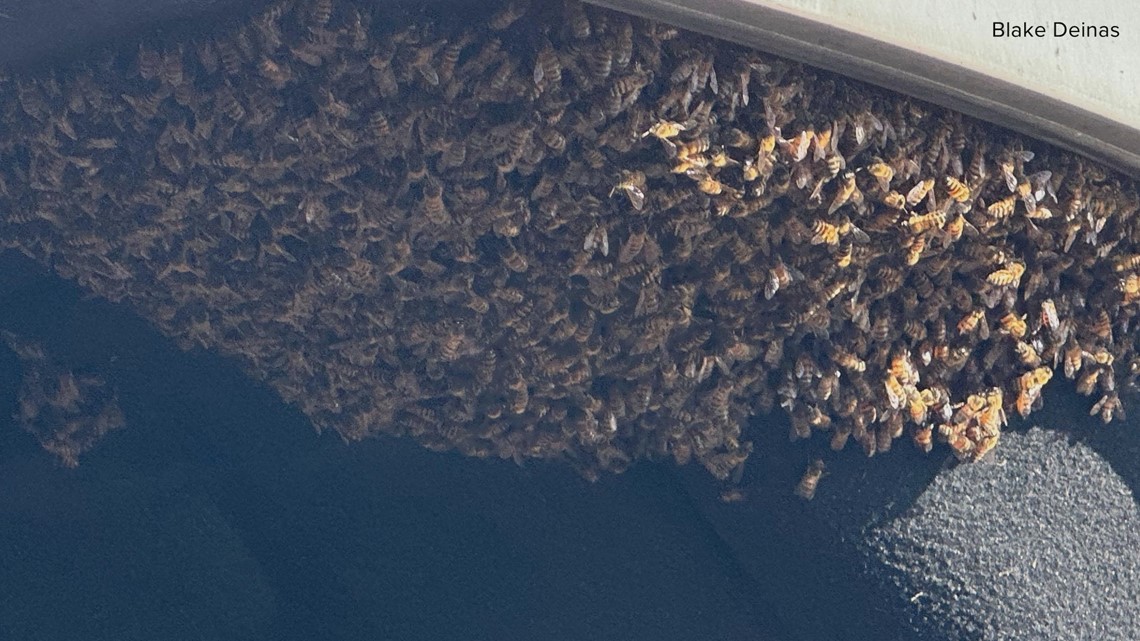 Superbloom membuatnya matang untuk musim lebah di Arizona