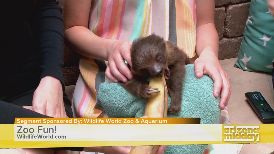 Cute Baby Animal Alert: Sloth Love!