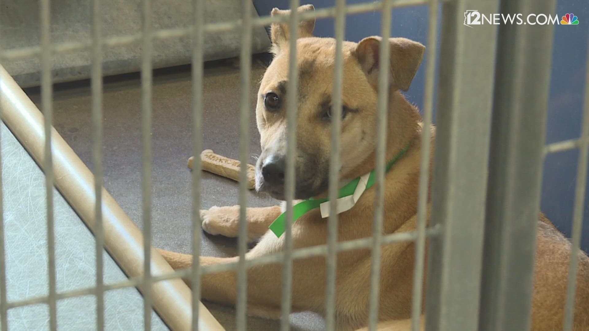 The Maricopa County Animal Care and Control shelter is at full capacity. Officials are expressing the need for pet adoptions and fostering to ease the strain.
