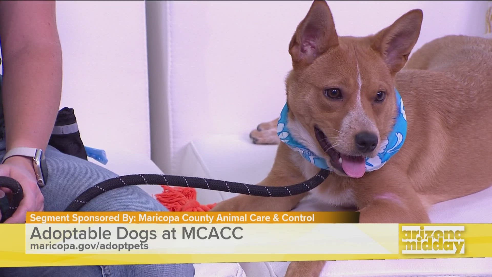 Kim Powell with Maricopa County Animal Care & Control introduces us to June and tells us how you can take her and other dogs home this summer.