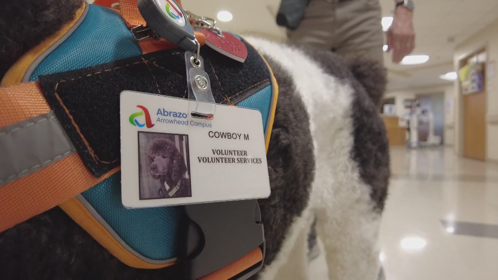 Meet Cowboy, a good pup whose mission is to help patients in the West Valley smile. 