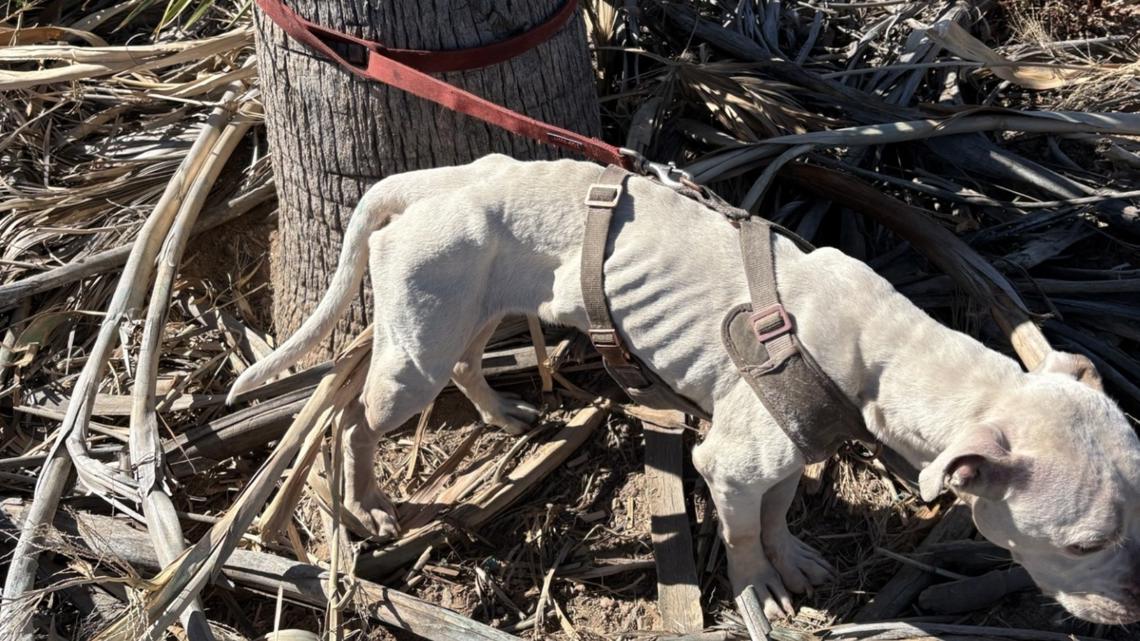 Underweight dog found tied to tree in Peoria, police say