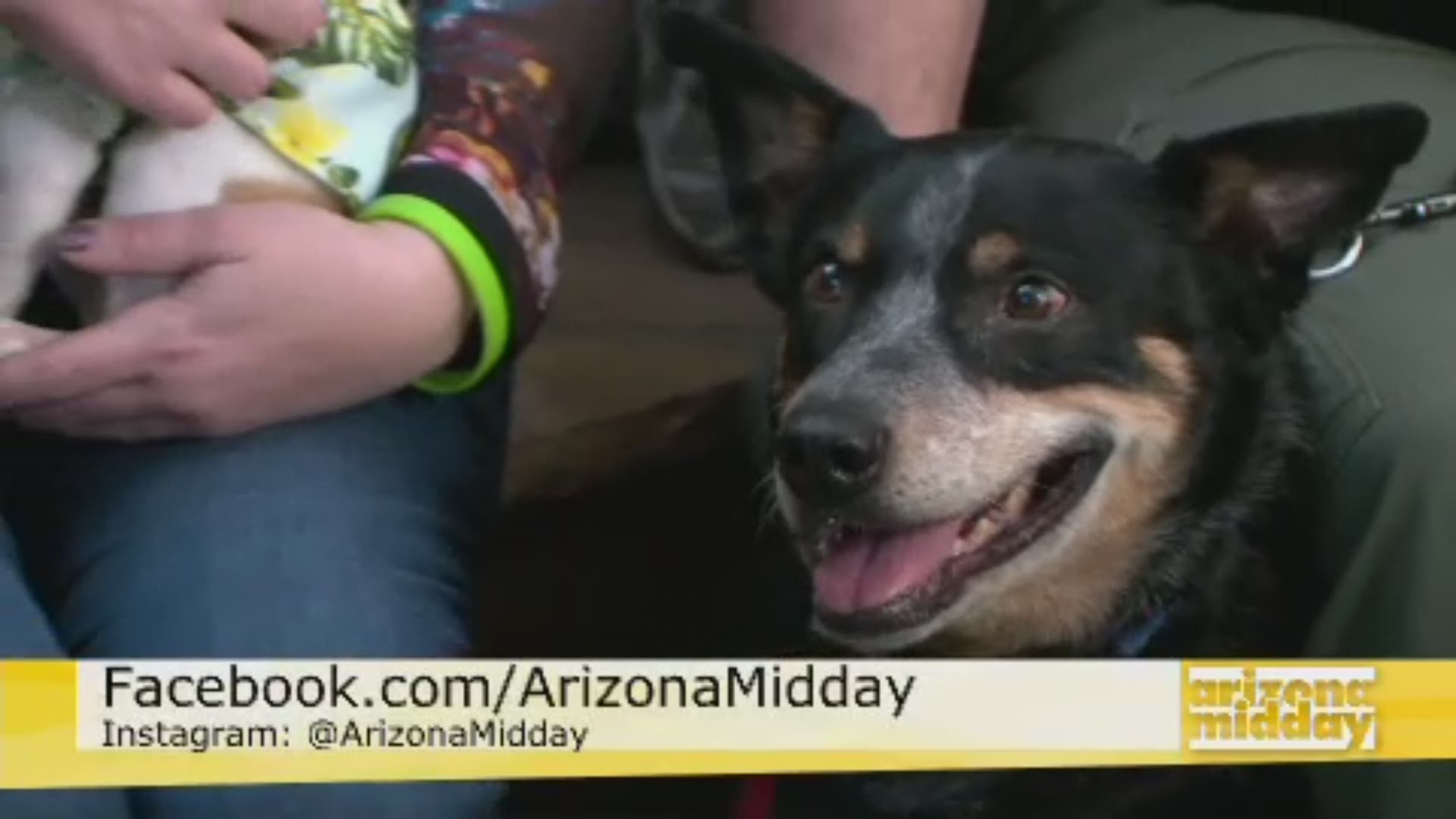 PACC911 brings us some furry friends that are up for adoption this weekend in Anthem!