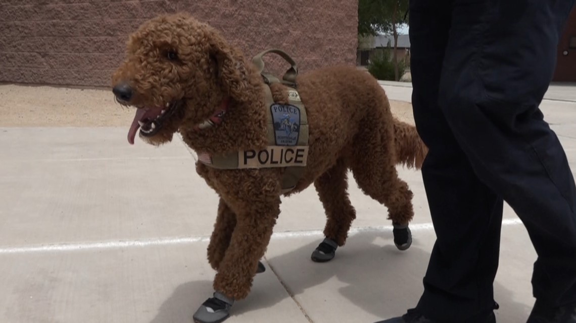 Crisis K-9s at Scottsdale schools look to help put students - Vimarsana News