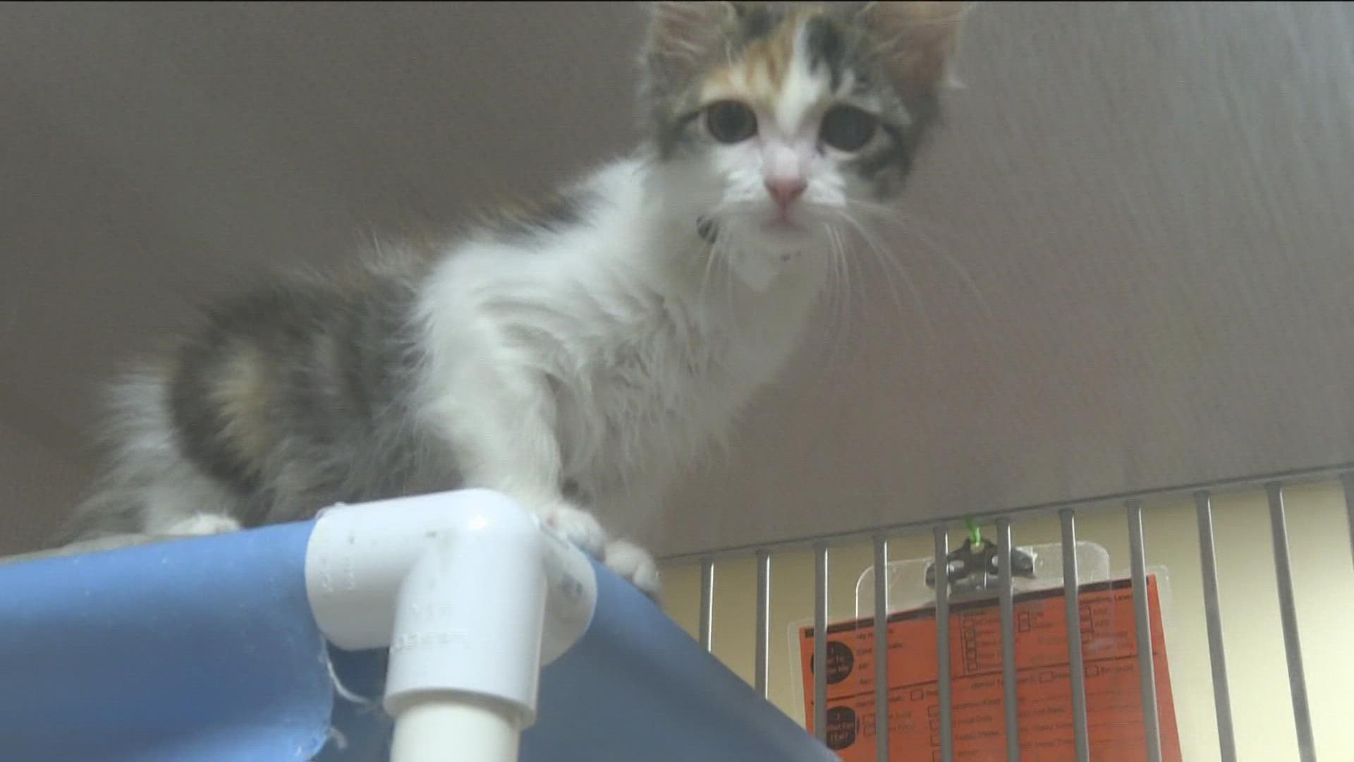 Local shelters in the Valley including the Arizona Humane Society are packed with animals needing a loving home.