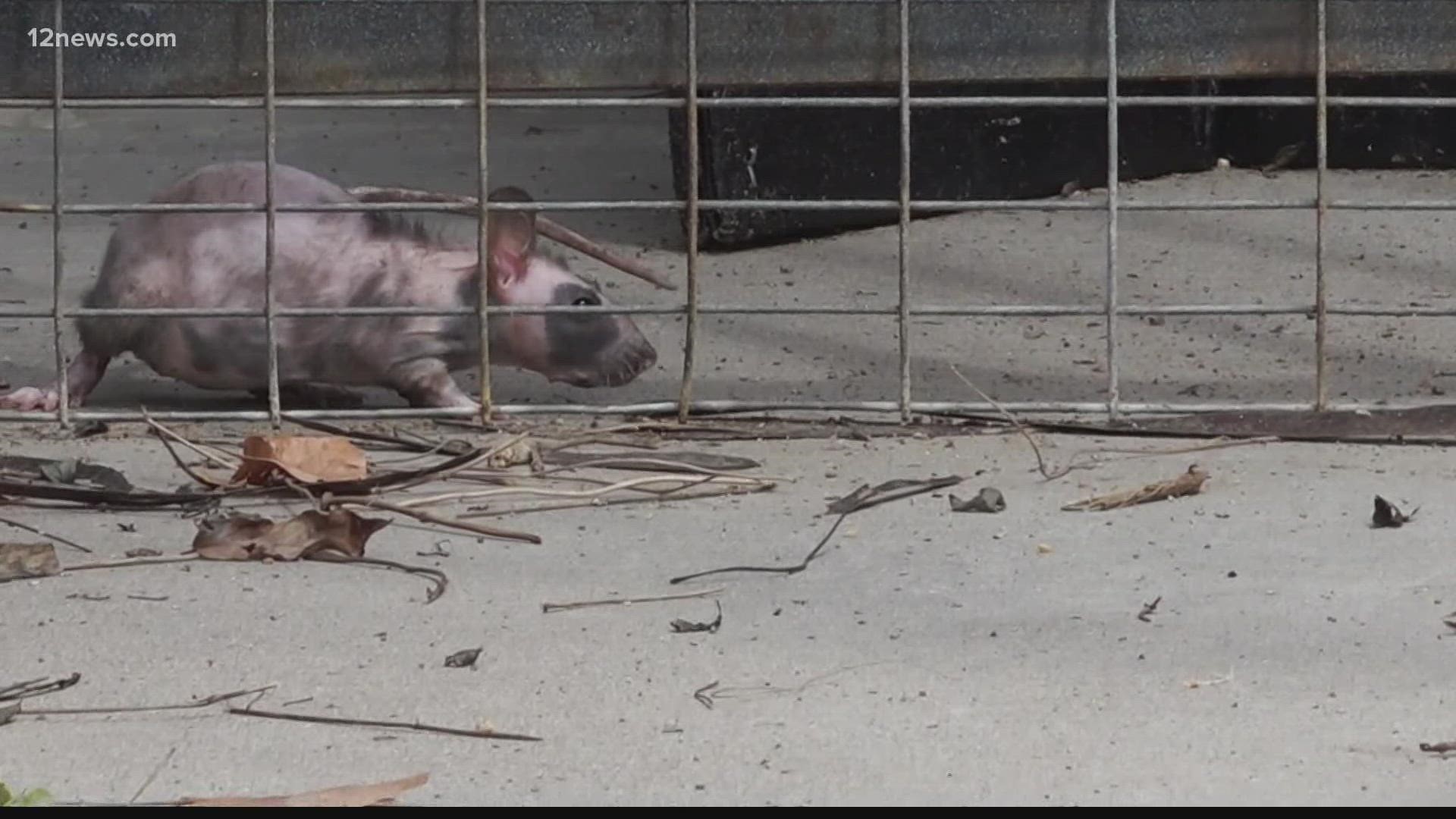 Arizona Humane Society trying to save rats in Peoria neighborhood