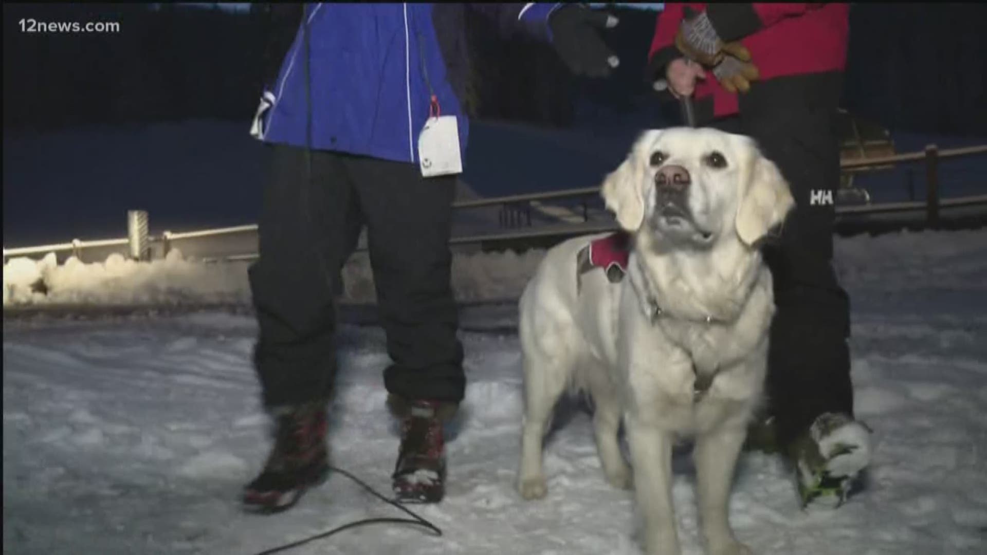 Ava the avalanche dog is ready for opening day at Arizona Snowbowl. Colleen Sikora has the latest snow update in Flagstaff.