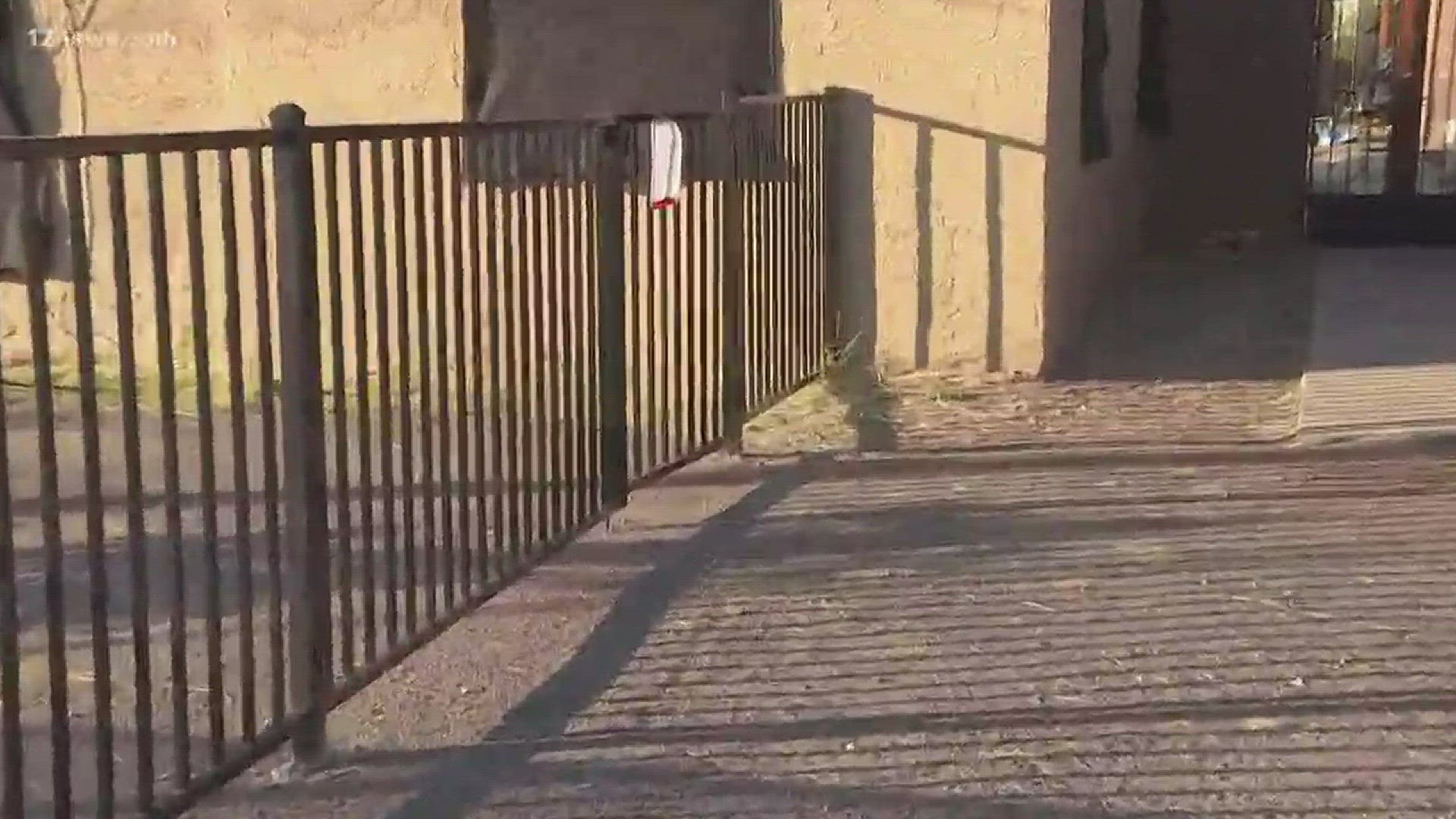 Phoenix police are investigating a dead dog found hanging on a fence near 23rd and Devonshire avenues.