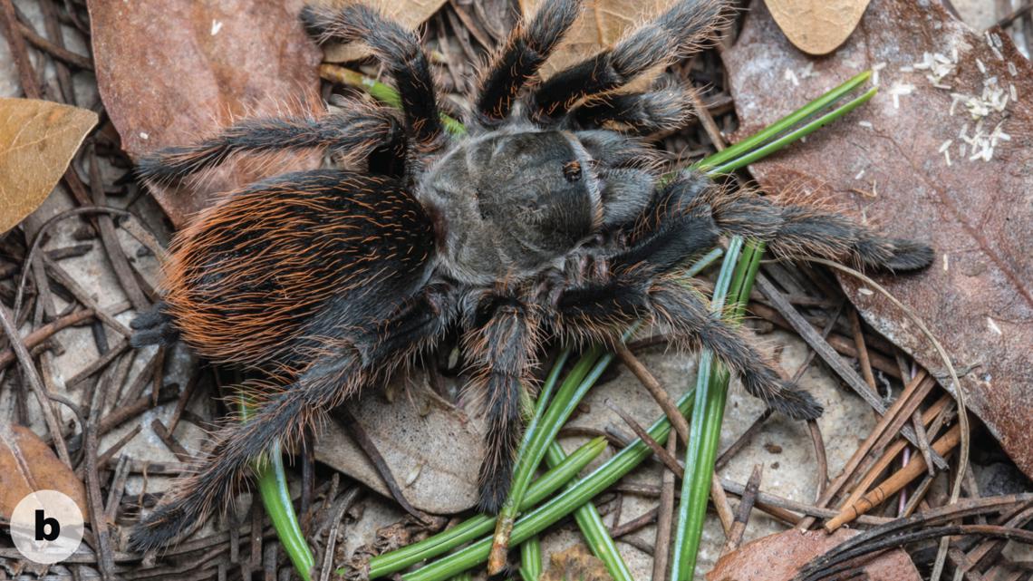 Everything you need to know about new tarantula found in Arizona