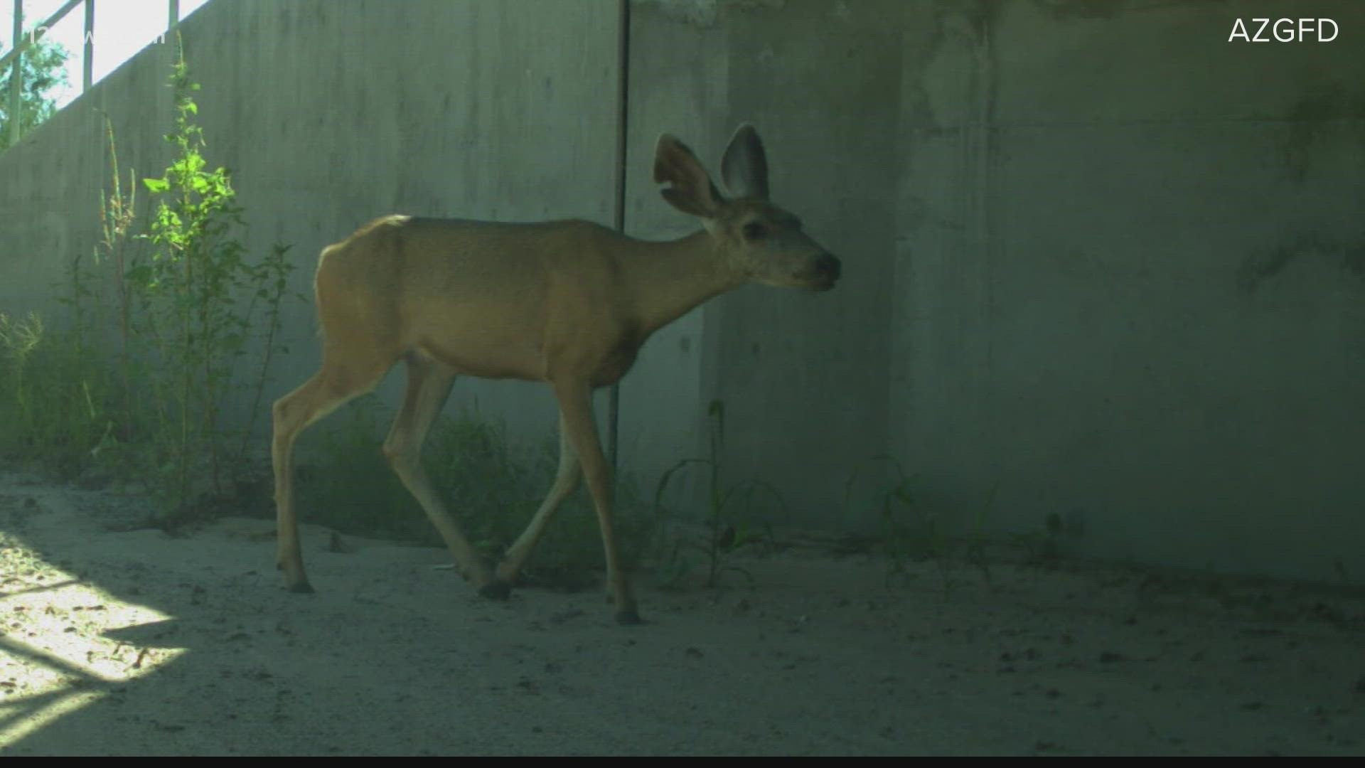 Buckeye's quickly growing population pushing wildlife animals out of city | Buckeye's quickly growing population pushing wildlife animals out of city |