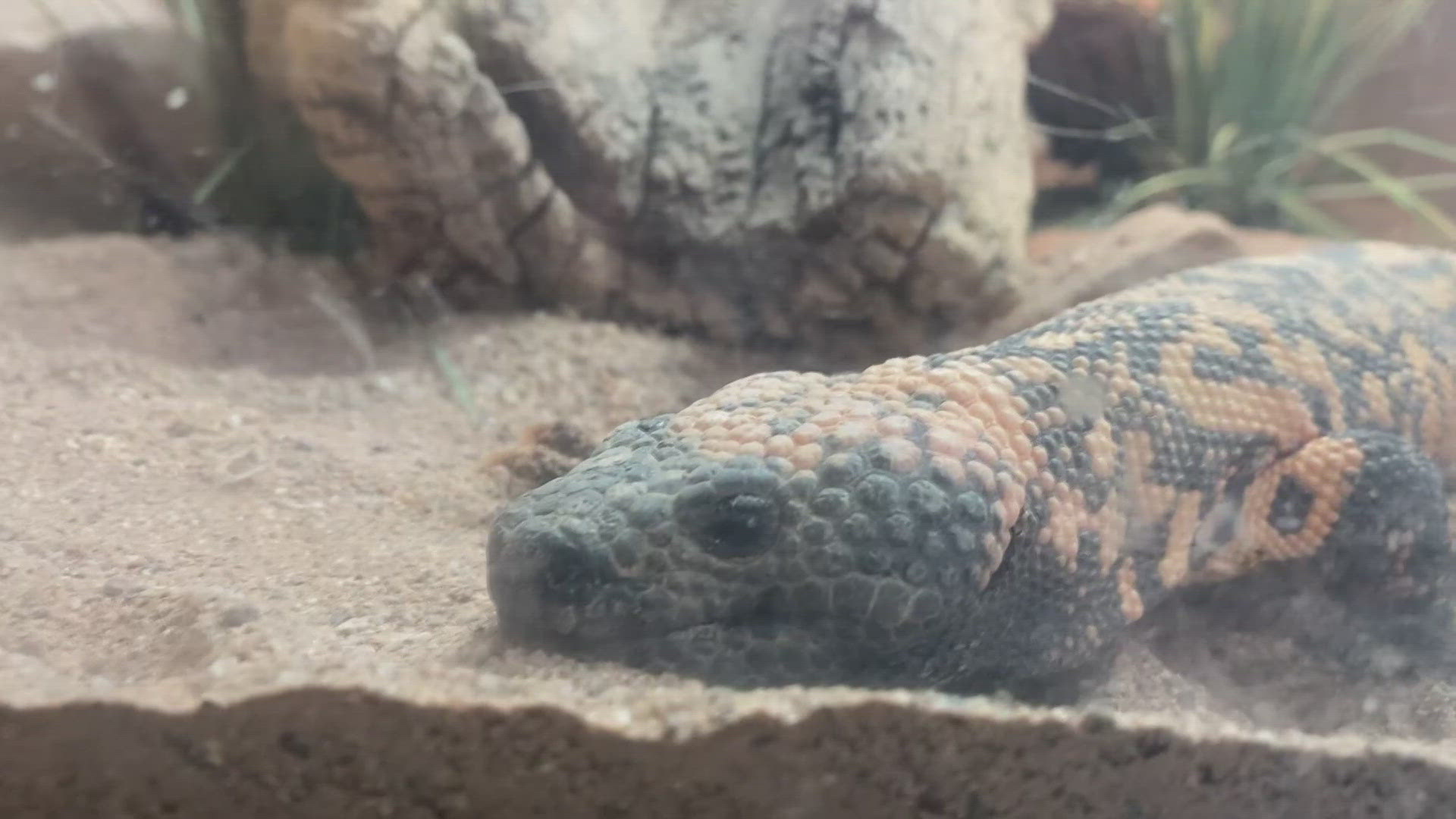 Gila monsters are a crucial part of our desert eco-system and it turns out they're also important to the treatment of a major disease in humans.