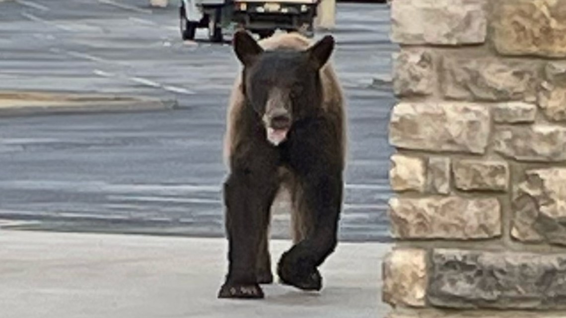 Police looking for black bear spotted in Prescott Valley | 12news.com