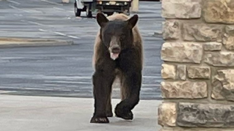 Have you seen this bear? Prescott Valley police looking for brown-colored bear seen near grocery store