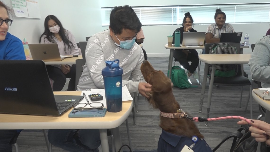 Nursing students find stress relief with adorable therapy dog - Vimarsana News