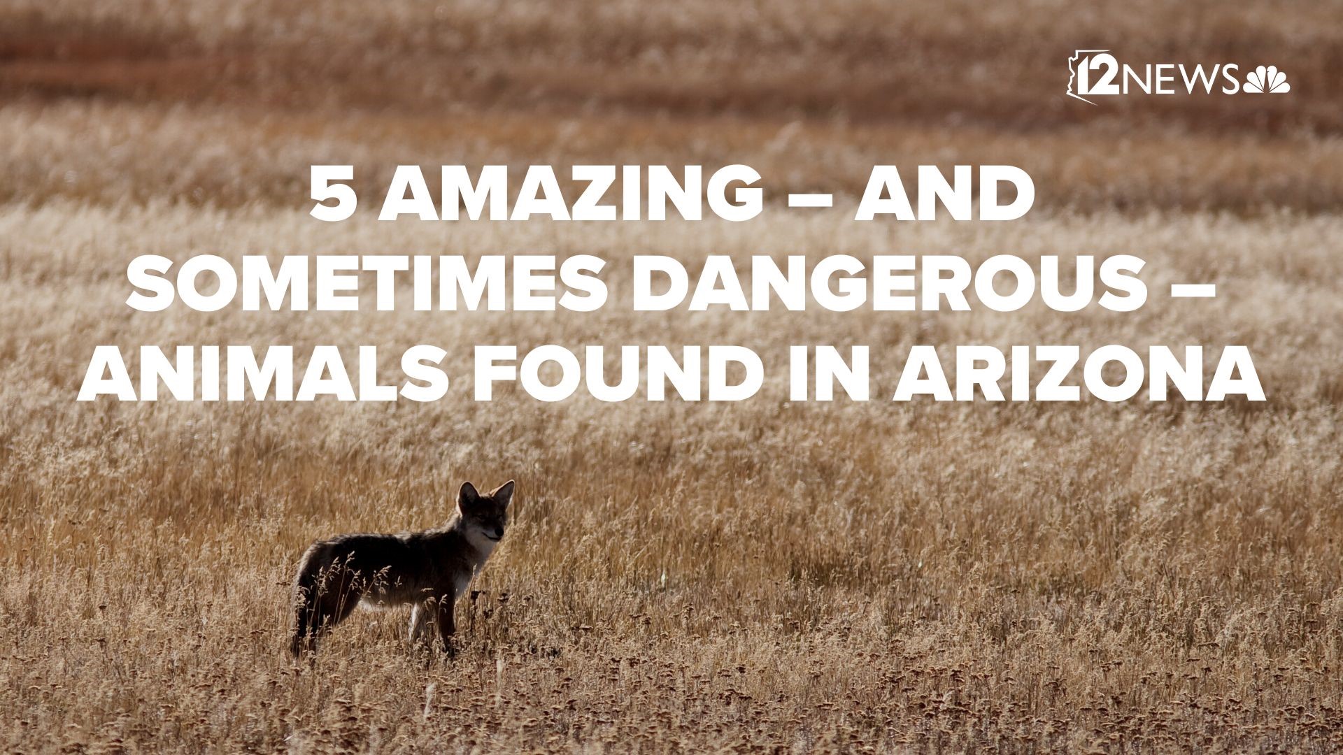 5 amazing – and sometimes dangerous –animals found in Arizona 