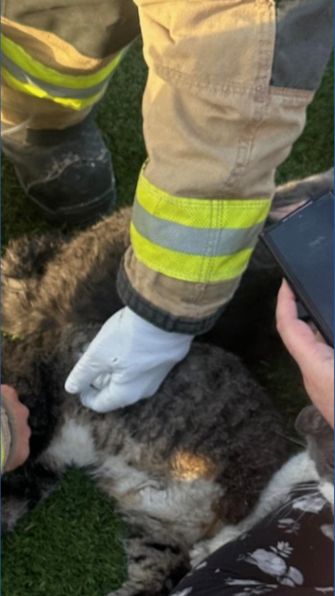 Firefighters save 1 person, 3 cats in Phoenix house fire | 12news.com