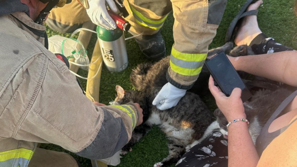Do Firefighters Actually Rescue Cats? Surprising Truth Revealed!