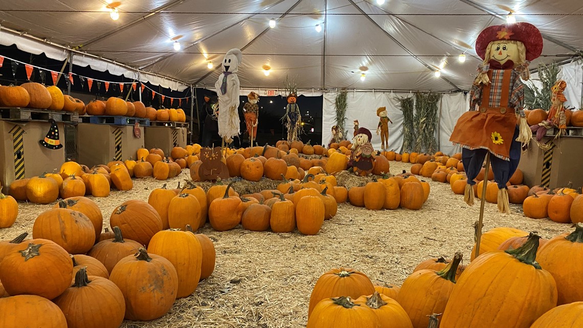 How to pick the perfect pumpkin in the Phoenix for Halloween
