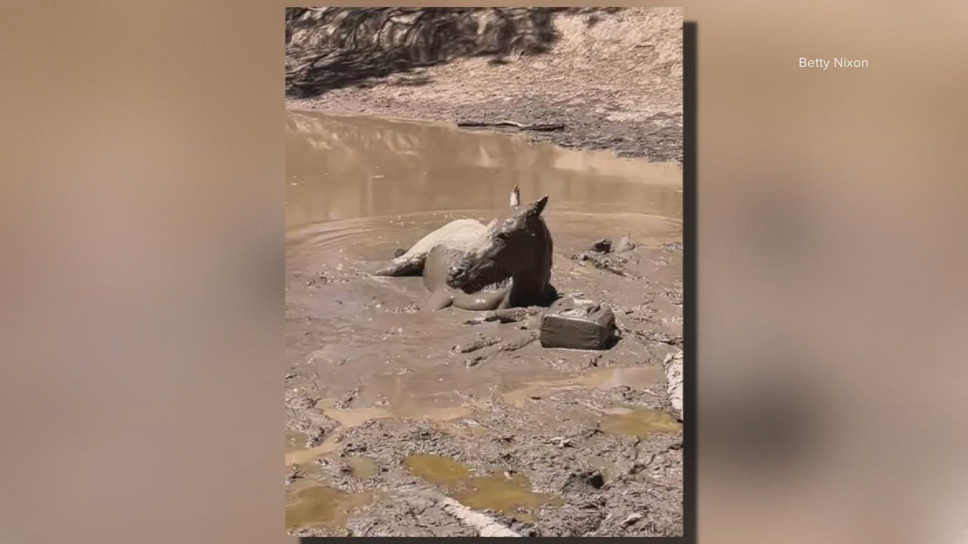 Horse rescued from mudhole in Arizona | 12news.com