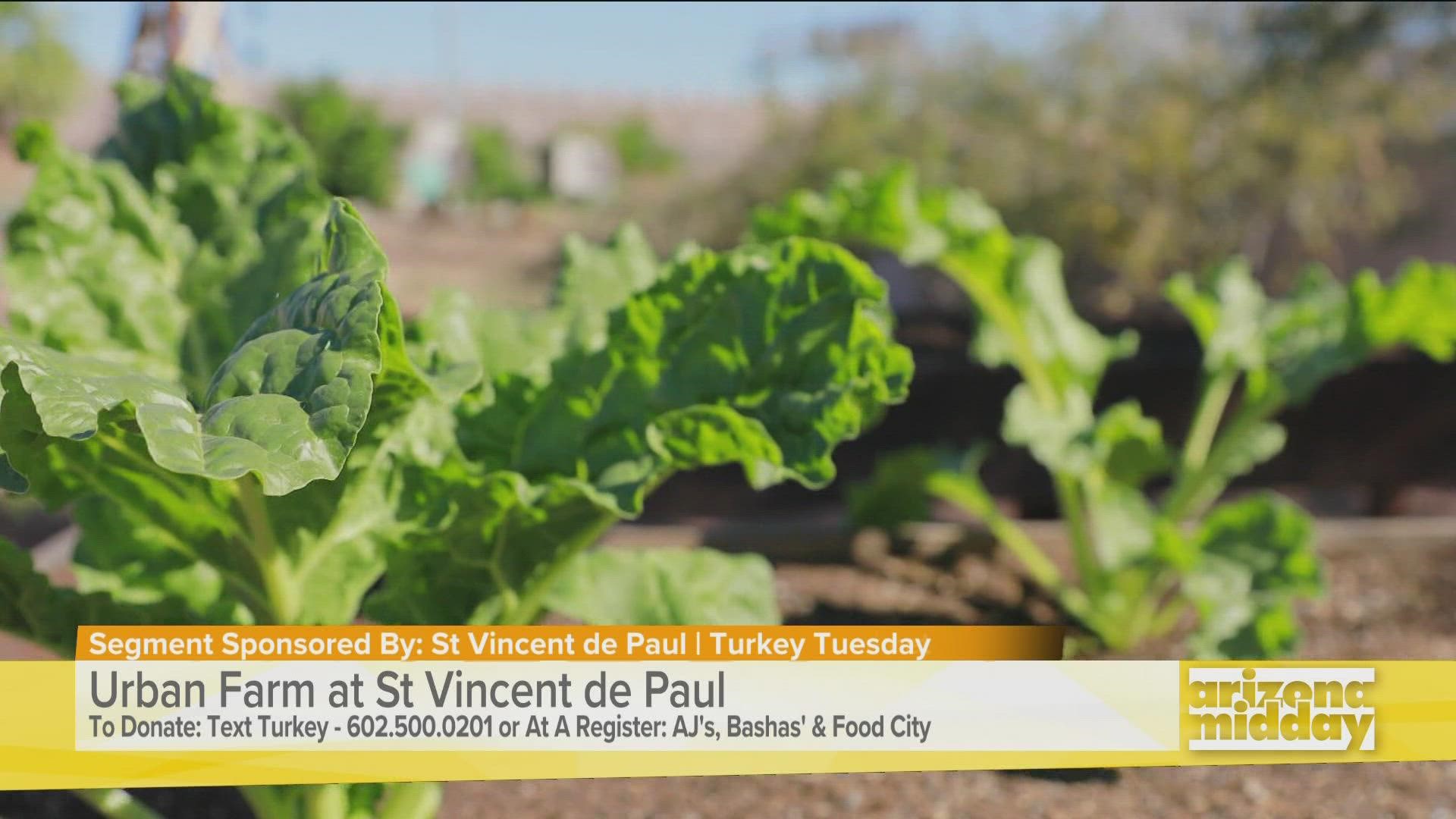 Once a food desert, Nika Forte shows us how St Vincent de Paul has created an urban farm with the help of volunteers. All the food grown goes out to the community.