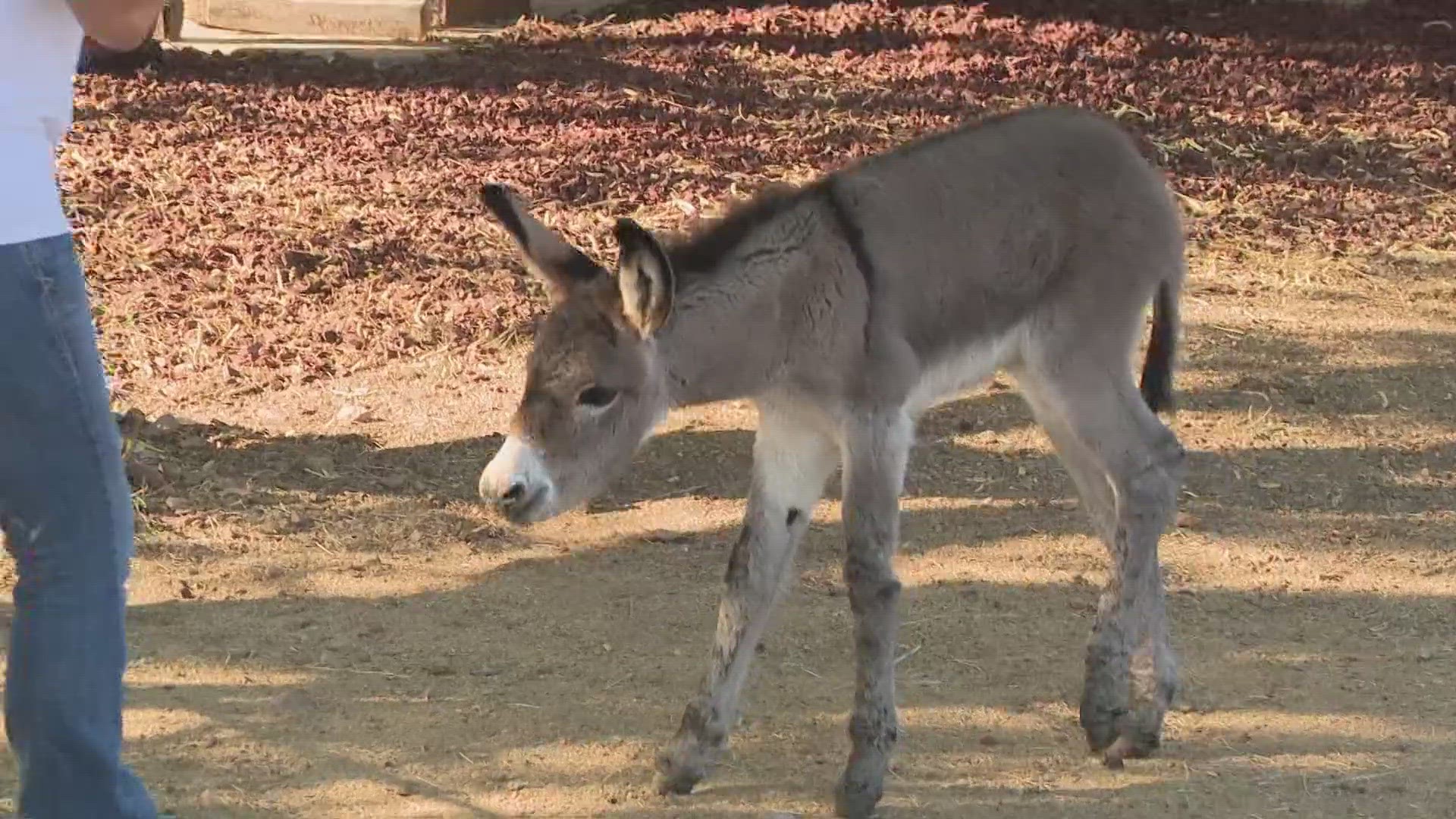 The day-old foal was brought to One Step Wild Burros and Mustang Rescue.