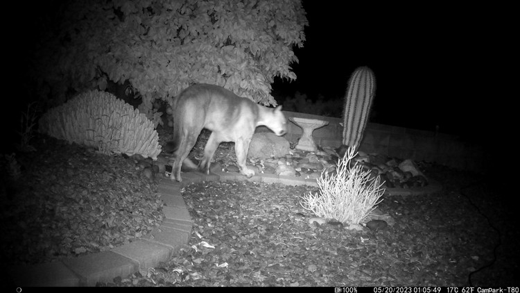 Un león de montaña fue captado por una cámara paseándose por el patio de una casa en Arizona