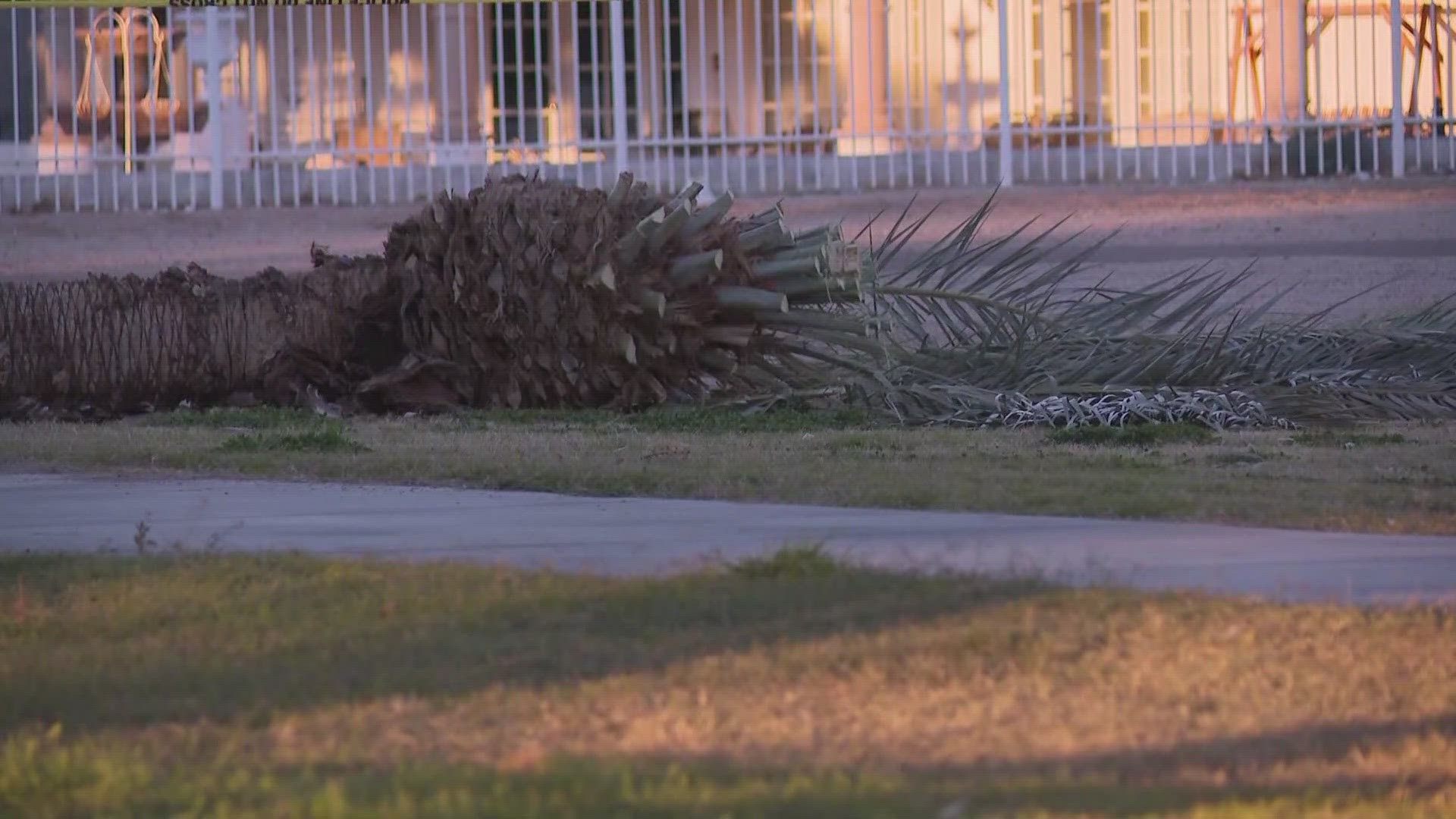 Preliminary information suggests the man was walking in a park with another person when the tree fell on top of him.