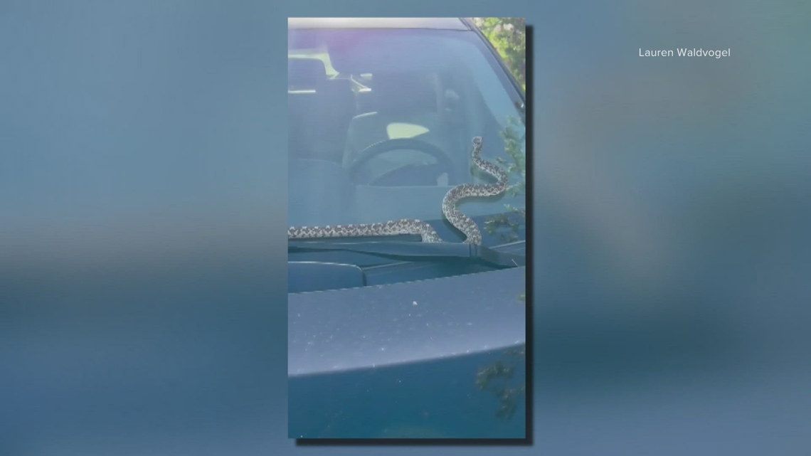 Snake on your windshield? That's so Arizona | 12news.com