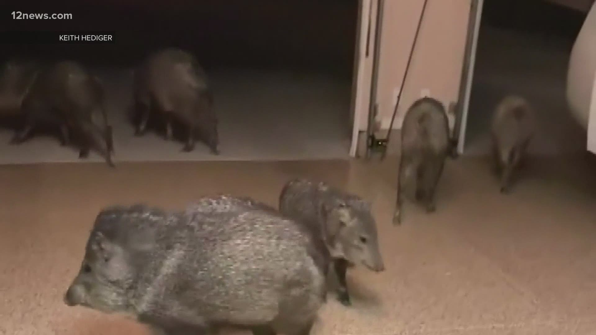 You may have seen some extra visitors in your neighborhood lately. More desert animals, including a squadron of javelina, are roaming closer to Valley homes.