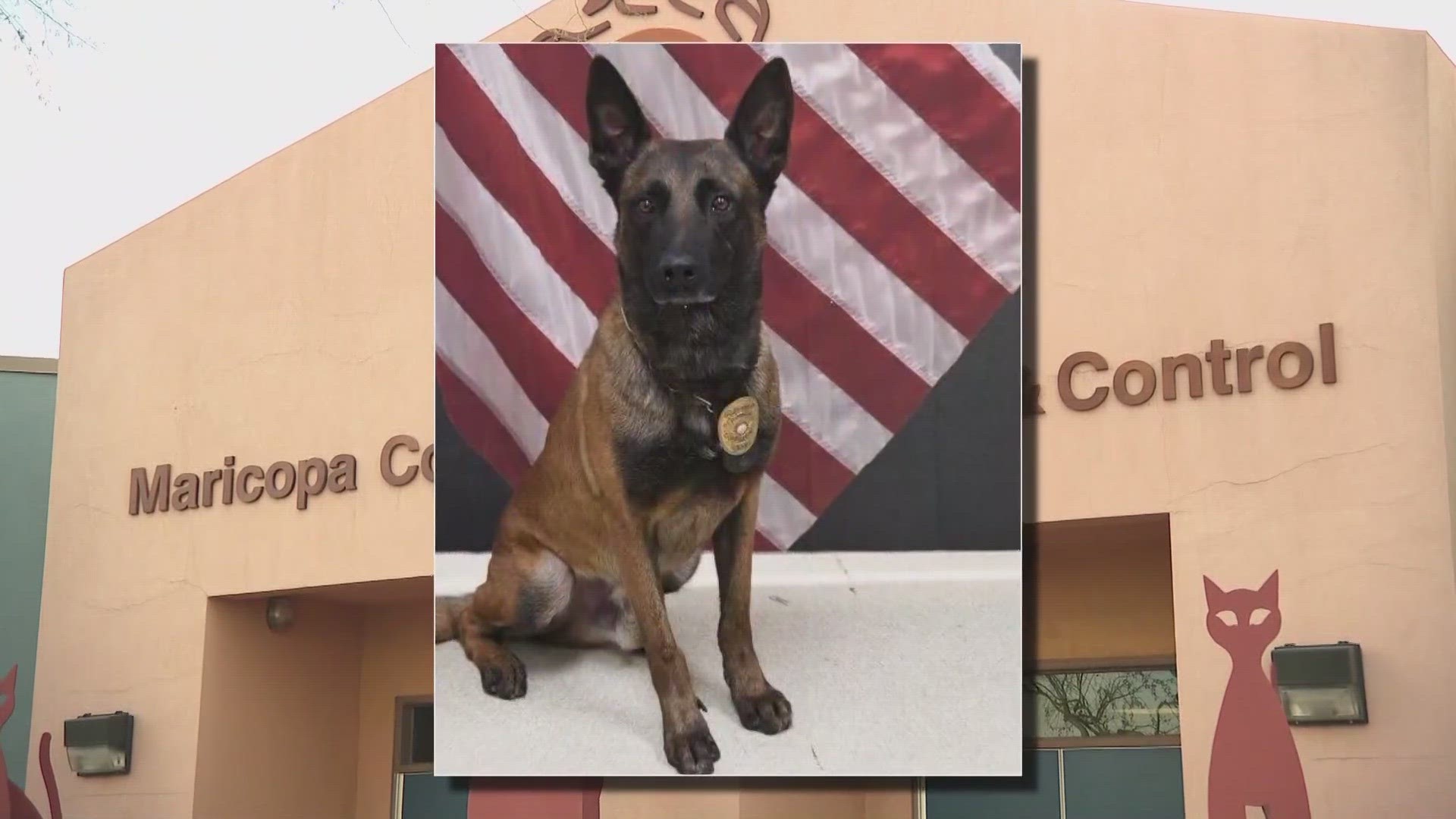 A man was bit during the time an Avondale police K-9 named Rico was missing, Maricopa County Animal Care and Control says.