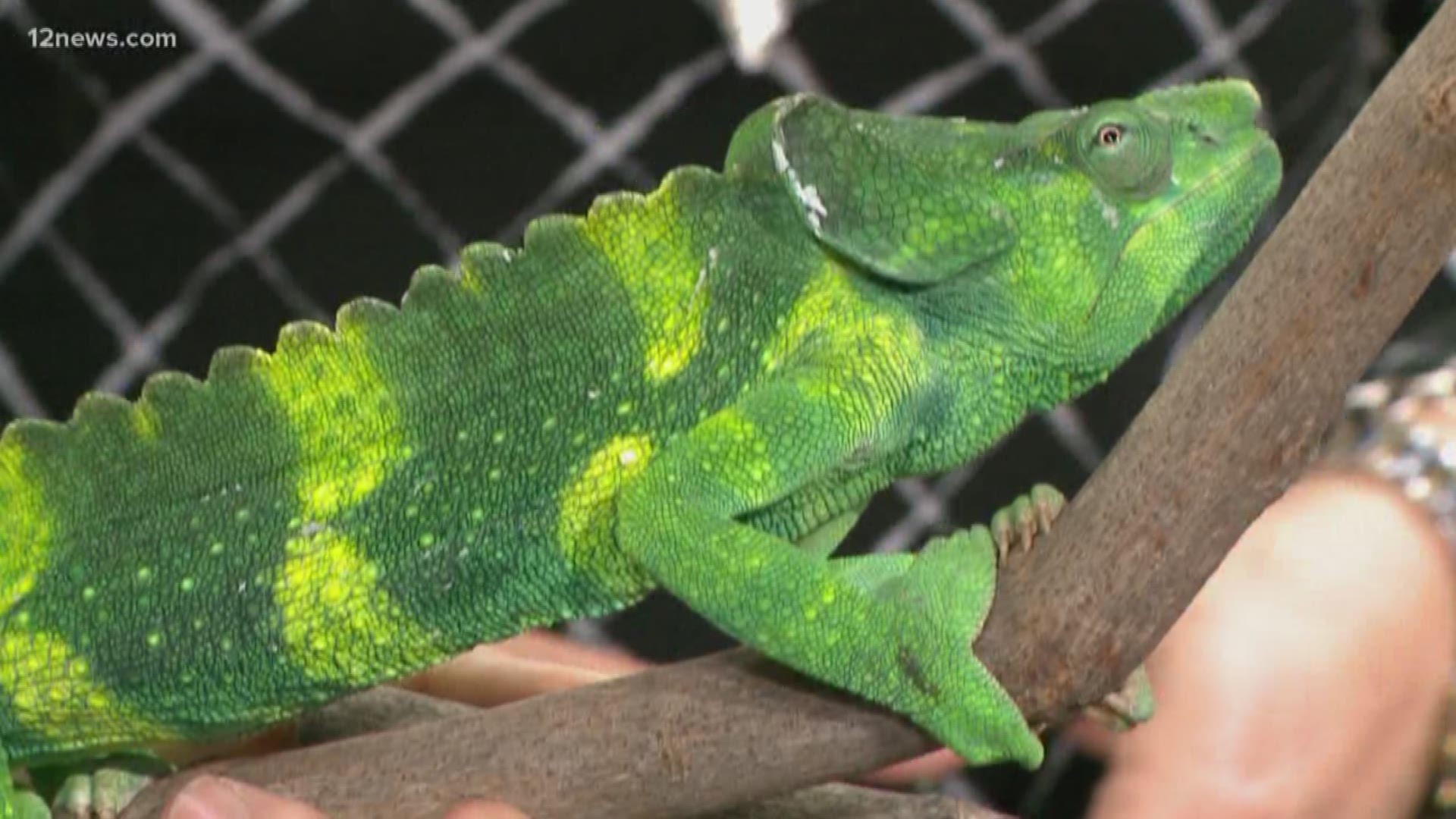 Incognito the Chameleon from the Phoenix Zoo stops by Today in AZ to hang out with Rachel Cole.