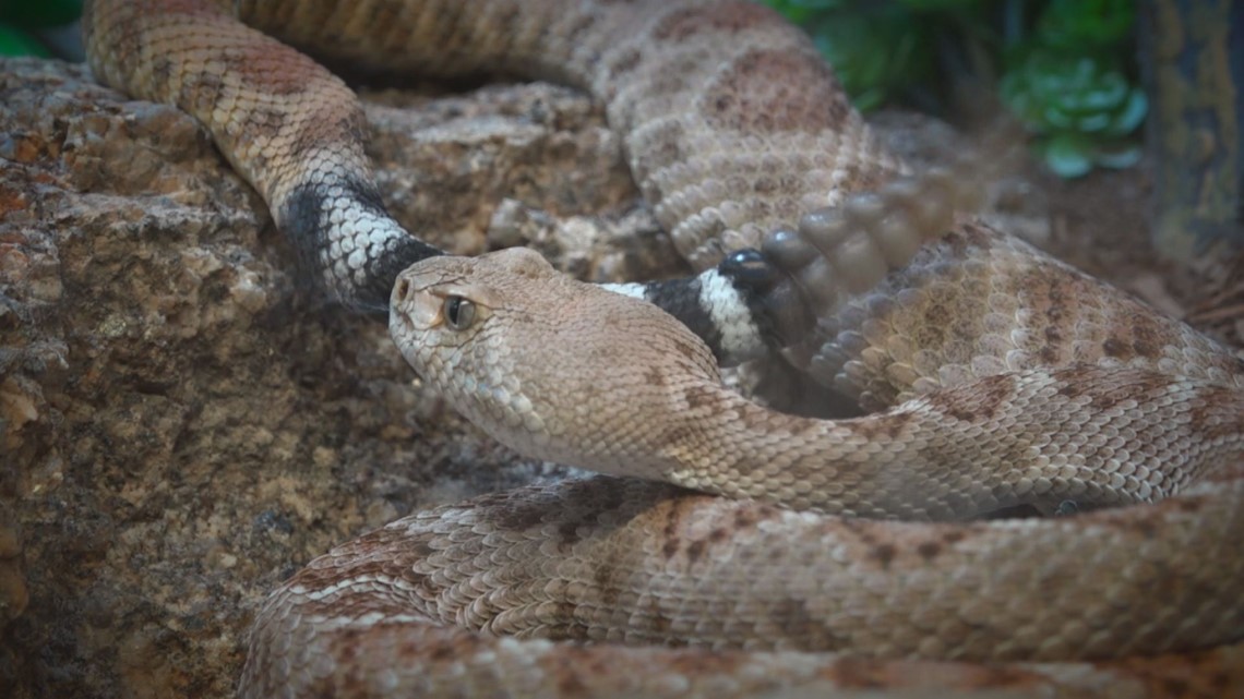 how-to-tell-the-difference-between-a-rattlesnake-and-gopher-snake