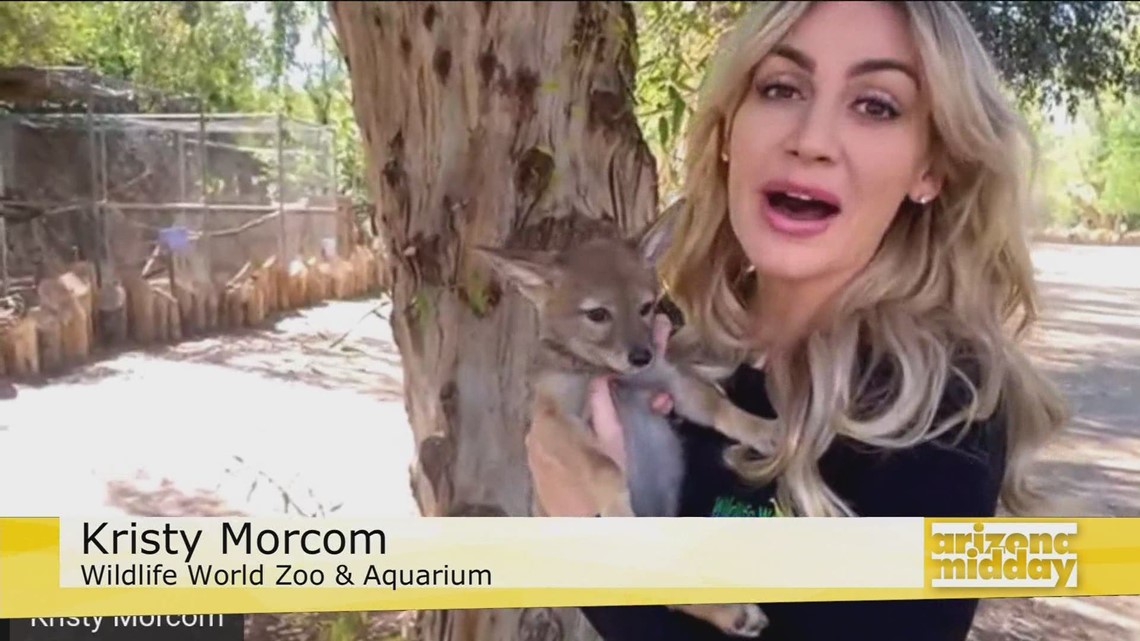 Arizona Midday from 12NEWS in Phoenix | Phoenix, AZ | 12NEWS.com ...