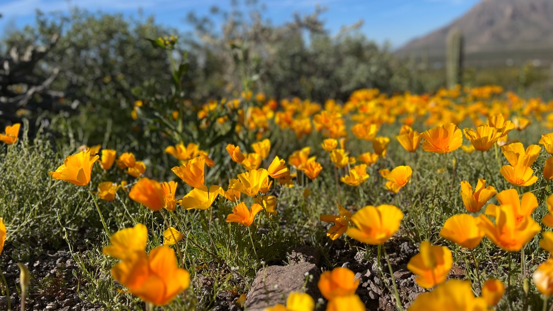 Arizona Wild Flowers - Sweet Light Photos