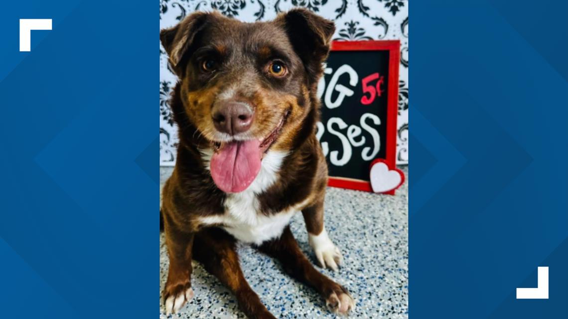Adoptable Arizona dog that was shot, paralyzed, learns to walk again