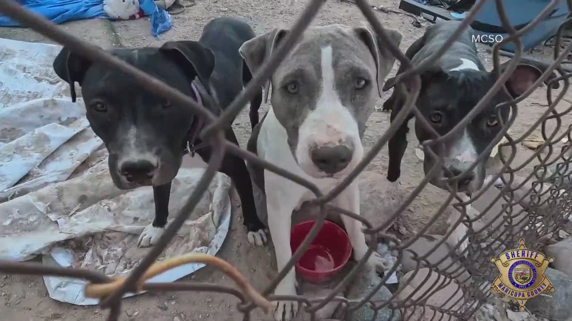 The animals were removed Monday morning from a property in Litchfield Park.