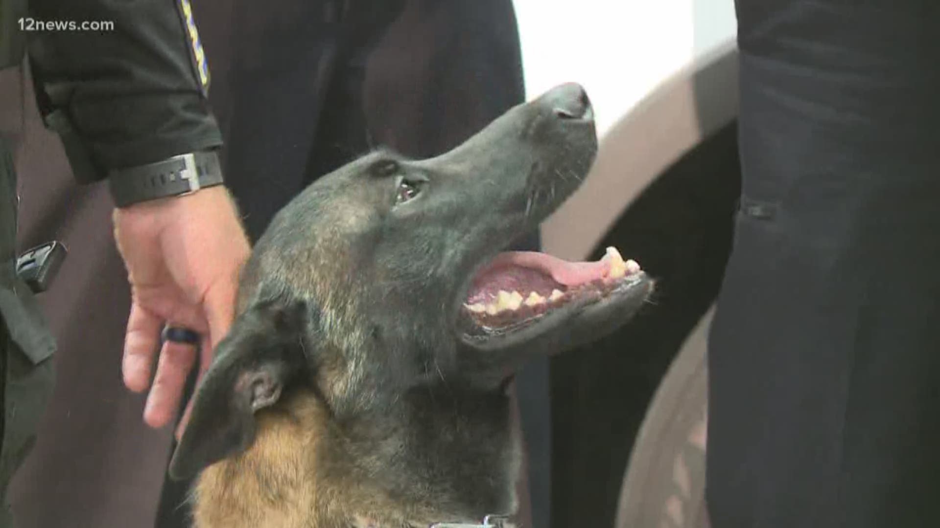 The dogs are trained to detect illegal drugs and humans at ports of entry.