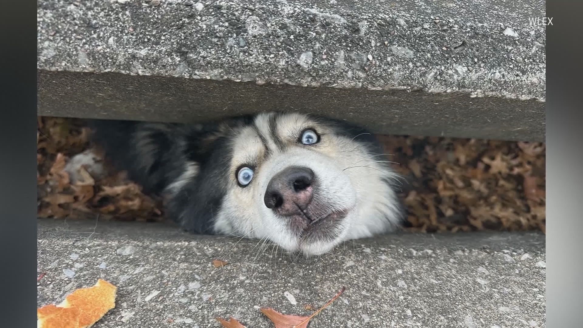 Sebastian the Husky needed some help after he somehow got himself stuck in a sewer drain Sunday in Lexington, Kentucky.