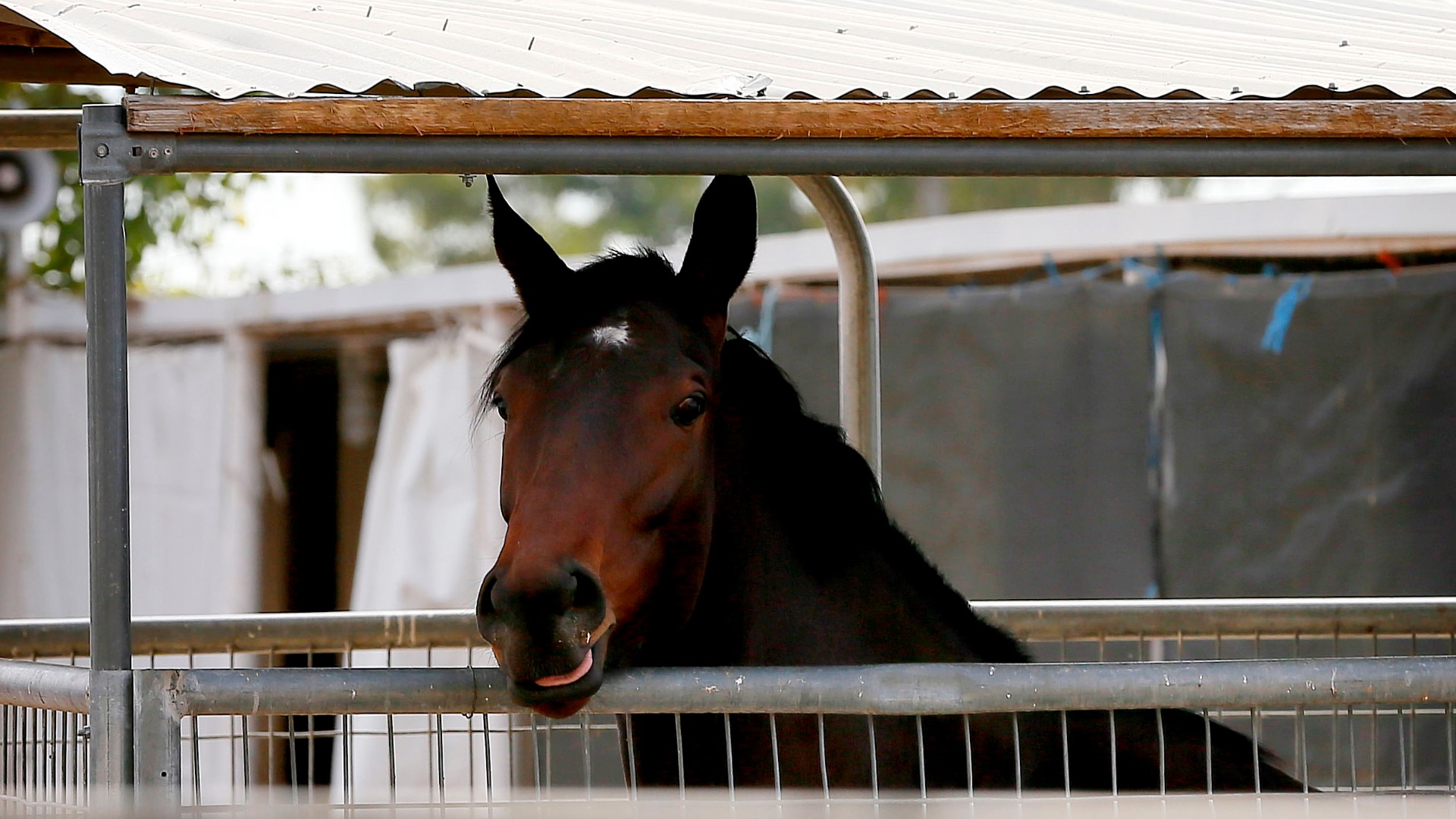 Phoenix Turf Paradise race track horse fatalities raise concerns ...