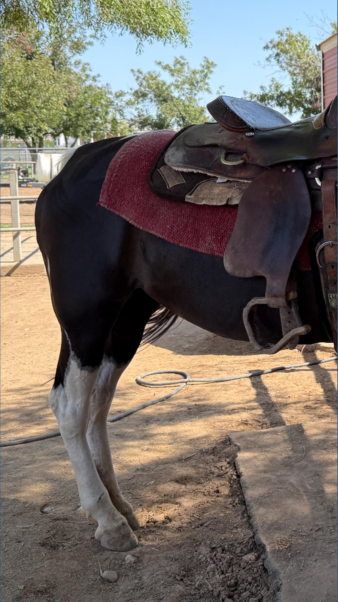 Horse euthanized after being hit by vehicle | 12news.com