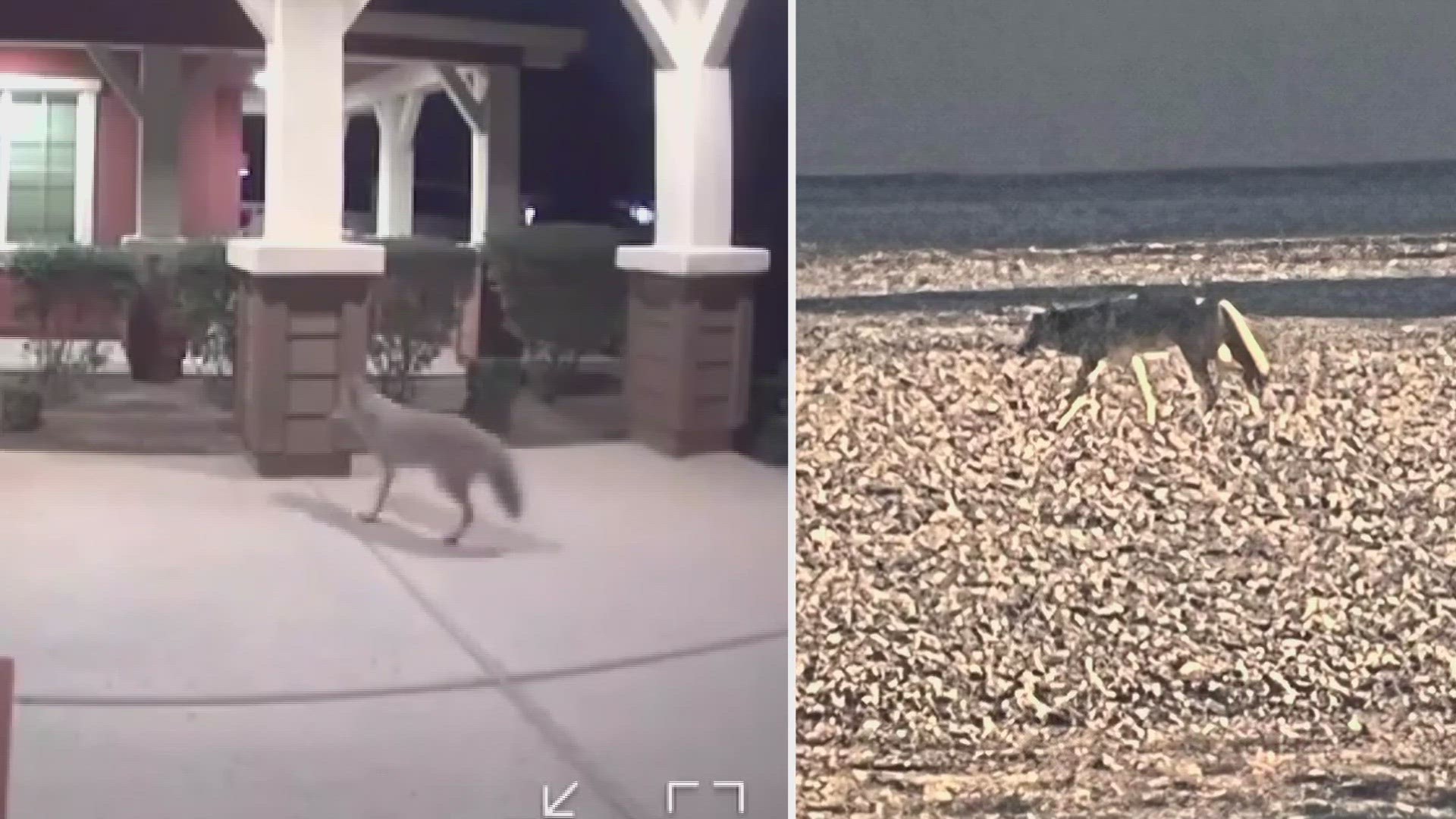 A coyote in Mesa bit a child this morning. The Mesa Police Department shot and killed the coyote following the incident.