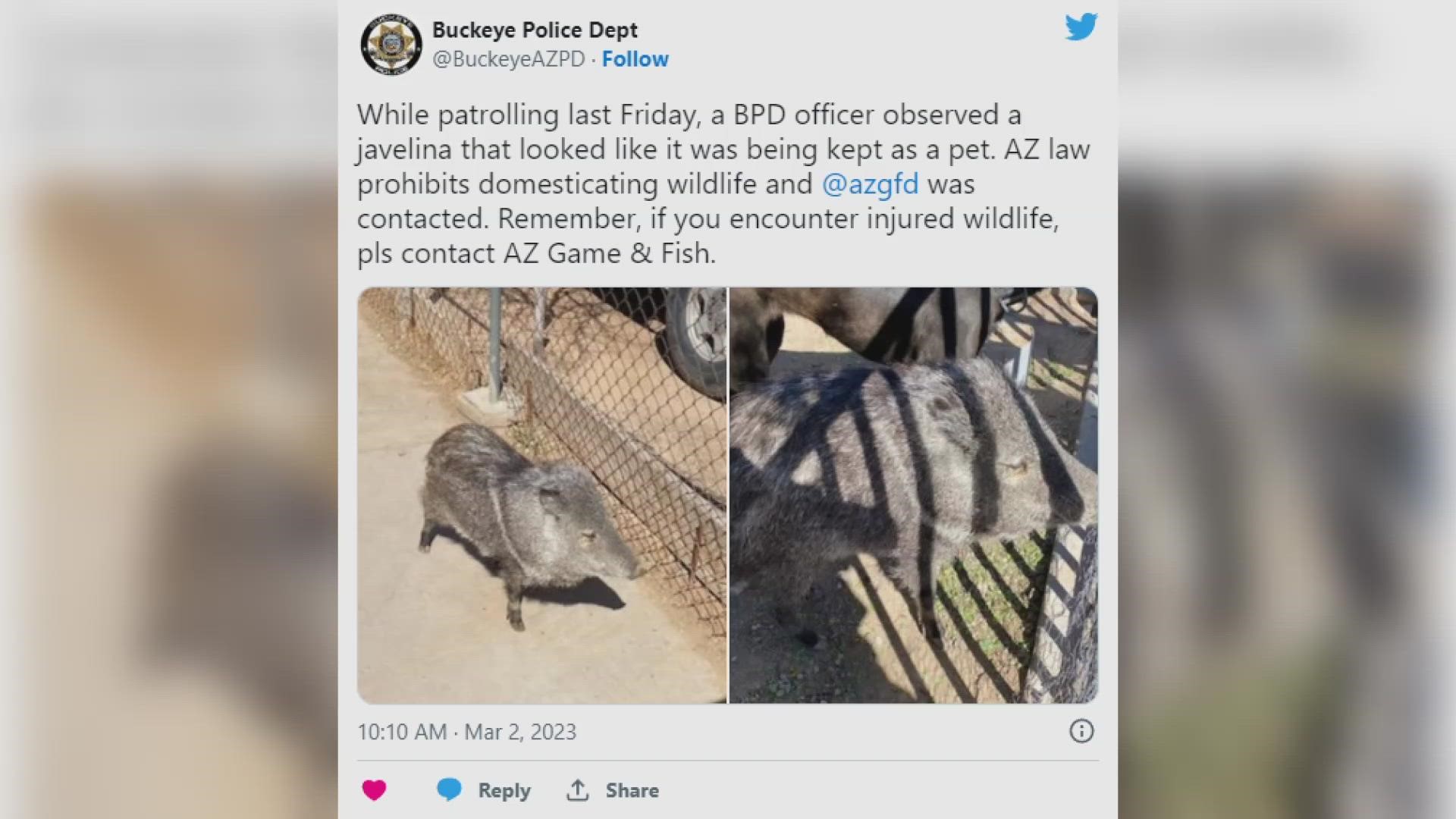 Buckeye police offered up some strange advice after encountering a wild-ish animal while on patrol.