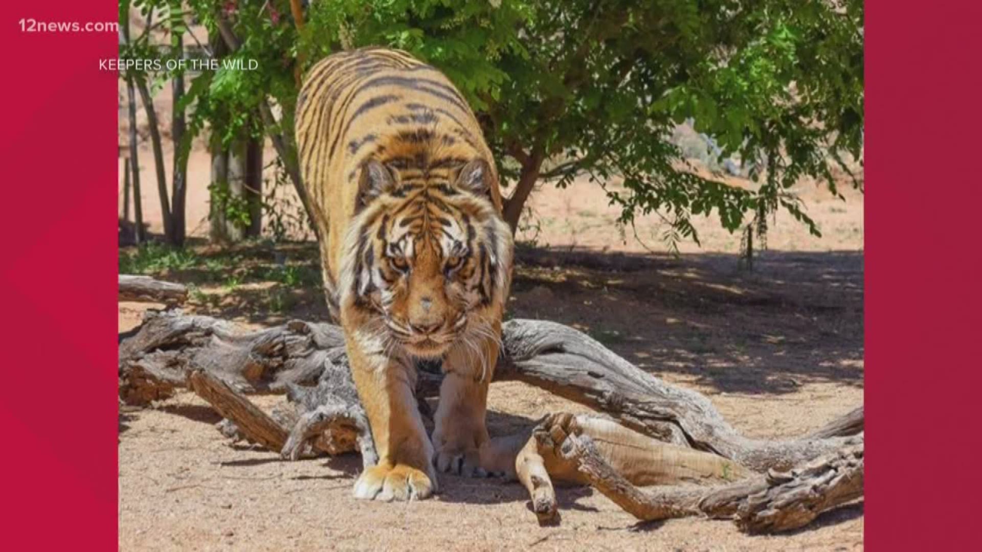 The founder of the Keepers of the Wild animal sanctuary and nature park was hospitalized with two broken bones and multiple other wounds after being attacked by a tiger on Monday.
