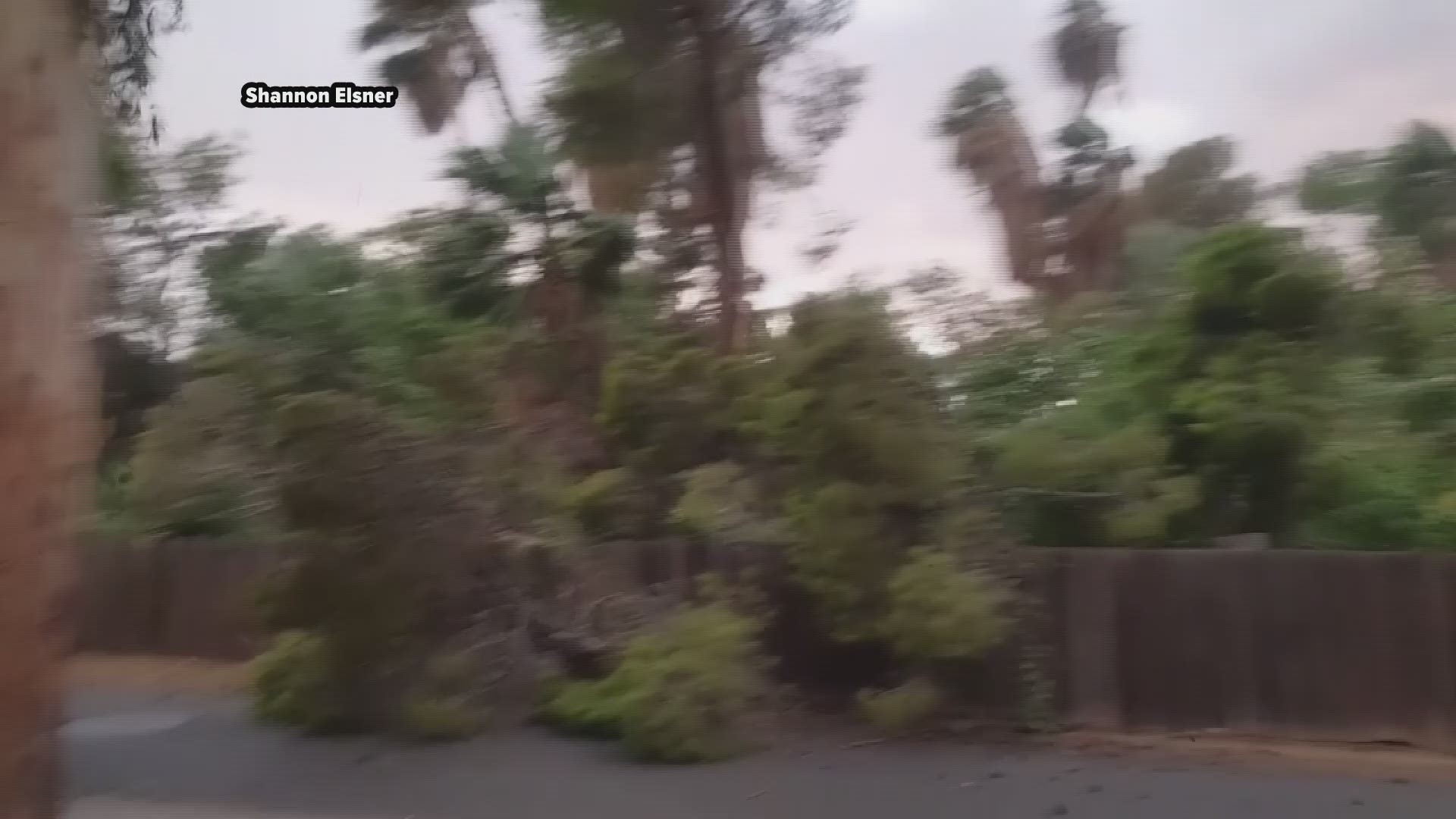 Monsoon storm winds knocked down a huge tree in Peoria.